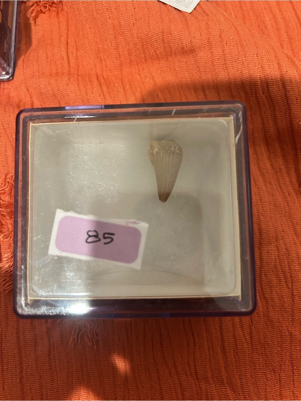 Natural Fossil Tooth Display Box - Cream